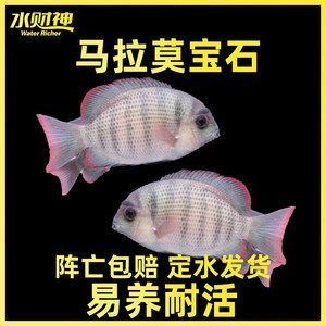 馬拉莫寶石魚混養(yǎng)常見問題：馬拉莫寶石魚混養(yǎng)成功案例 龍魚百科 第4張