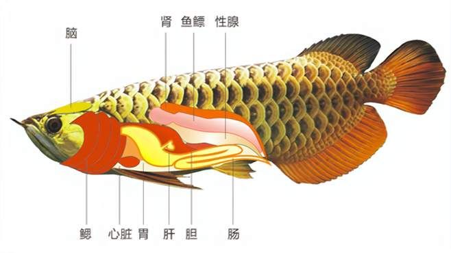 龍魚的結(jié)構(gòu)：龍魚的結(jié)構(gòu)特征