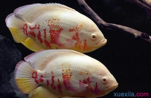 金龍魚(yú)長(zhǎng)大十年大運(yùn)開(kāi)始：關(guān)于金龍魚(yú)的五個(gè)疑問(wèn)句 水族問(wèn)答