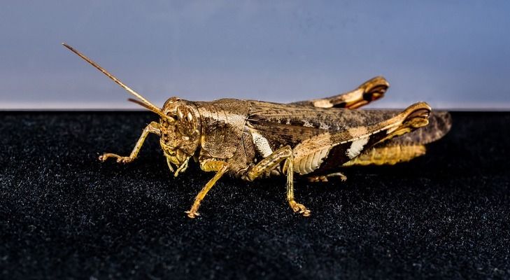 龍魚的虎斑是什么顏色：如何辨別真假龍魚，虎斑龍魚市場價值分析 龍魚百科 第2張