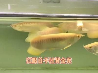 紅眼白子銀版魚疾病預(yù)防方法：紅眼白子銀版魚最佳飼料選擇,紅眼白子銀版魚混養(yǎng)注意事項 龍魚百科 第5張