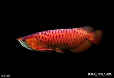 龍魚能放沉木嗎 龍魚百科 第1張