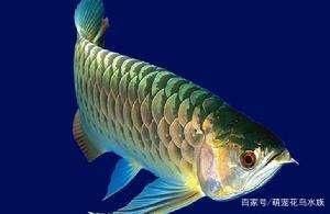 龍魚掉一只眼：關(guān)于龍魚掉眼的詳情 龍魚百科 第5張