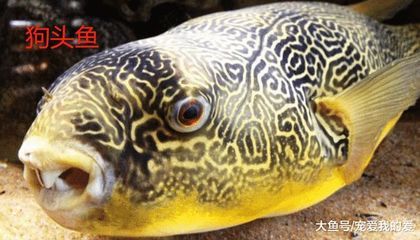 狗頭魚的天敵有哪些？：狗頭魚的天敵是什么？ 龍魚百科 第5張