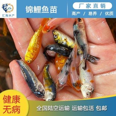 金龍魚長粒香米：金龍魚長粒香米是大米的一種嗎金龍魚長粒香米適合煮哪些菜 水族問答 第2張