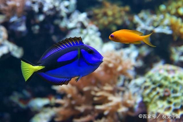 龍魚(yú)活食自助：關(guān)于龍魚(yú)活食的處理方法 龍魚(yú)百科 第2張