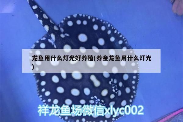 光照對(duì)銀古魚苗生長(zhǎng)的影響：光照對(duì)銀古魚苗的影響 龍魚百科 第5張