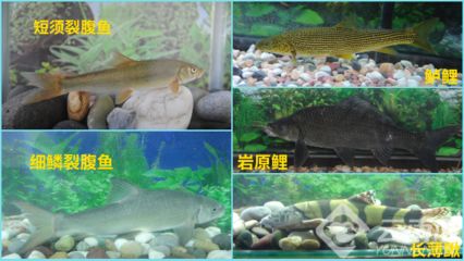 龍魚苗多少錢一尾：龍魚苗價(jià)格一般多少錢 龍魚百科 第1張