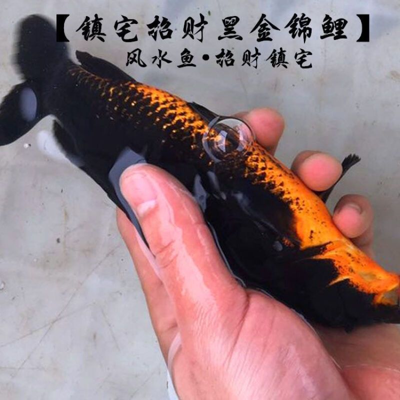 龍魚苗多少錢一尾：龍魚苗價(jià)格一般多少錢 龍魚百科 第5張