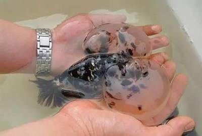 幼魚飼料投喂量控制技巧：如何有效控制幼魚的飼料投喂量 龍魚百科 第5張