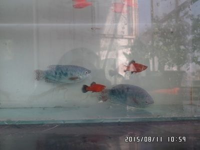 龍魚變色怎么回事視頻大全圖片：龍魚變色的原因以及處理方法 龍魚百科 第5張