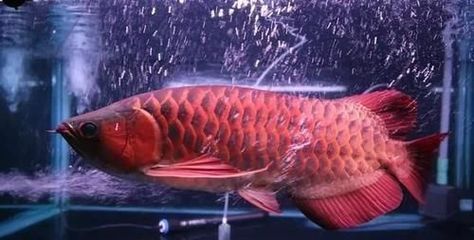 龍魚(yú)死亡是什么征兆：如何預(yù)防龍魚(yú)疾病 龍魚(yú)百科 第3張