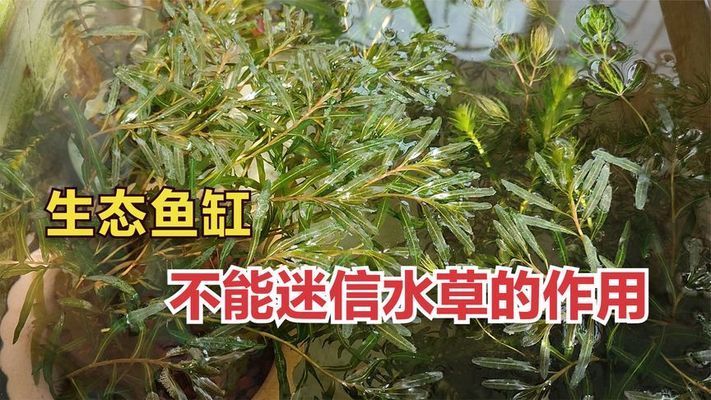 水草凈化水質(zhì)的實際案例：水草凈化水質(zhì)的科學(xué)原理 龍魚百科 第4張