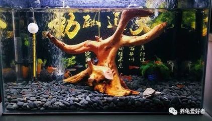 龍魚混養(yǎng)什么龜：龍魚混養(yǎng)什么龜，龍魚和烏龜?shù)幕祓B(yǎng)方法 龍魚百科 第3張