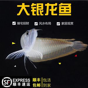 銀龍魚風(fēng)水布局技巧：銀龍魚與家居風(fēng)水的關(guān)系 龍魚百科 第5張