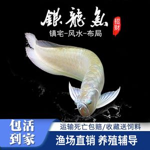 銀龍魚風(fēng)水布局技巧：銀龍魚與家居風(fēng)水的關(guān)系 龍魚百科 第4張