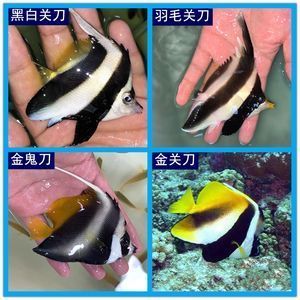 龍魚(yú)缸改海水缸好嗎：龍魚(yú)缸改成海水缸可行嗎 龍魚(yú)百科 第3張