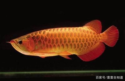 龍魚(yú)發(fā)驚怎么辦：如何判斷龍魚(yú)是否受驚 龍魚(yú)百科 第3張