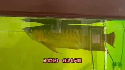 龍魚細(xì)菌感染要掛怎么搶救：龍魚細(xì)菌感染的搶救方法 龍魚百科 第3張