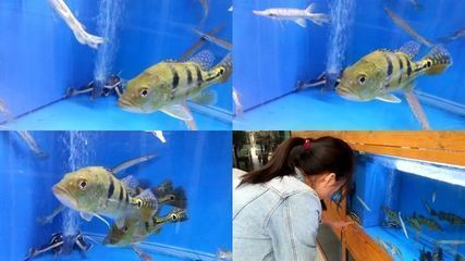 金龍魚照片高清：關(guān)于金龍魚的一些問題 水族問答 第2張