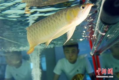 龍魚總在下面游不吃食：龍魚不吃東西怎么辦 龍魚百科 第3張