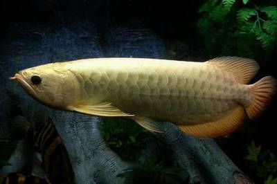 龍魚(yú)越大越貴嗎為什么那么貴：龍魚(yú)價(jià)格受到多個(gè)因素影響，龍魚(yú)的價(jià)格受到多個(gè)因素影響 龍魚(yú)百科 第5張