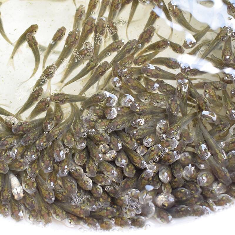 龍魚(yú)喂飼料好還是活食好一點(diǎn)：龍魚(yú)幼魚(yú)期活食喂養(yǎng)指南,成年龍魚(yú)飼料選擇技巧 龍魚(yú)百科 第2張