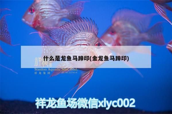 龍魚馬蹄印好還是不好：關(guān)于龍魚馬蹄印的詳細解析 龍魚百科 第3張