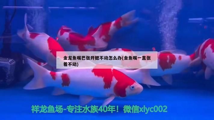 龍魚張嘴呼吸鰓蓋張開：龍魚張嘴呼吸是怎么回事？ 龍魚百科 第5張