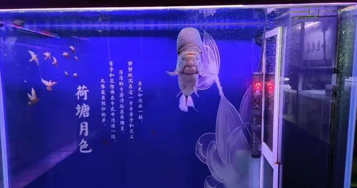 怎么防止龍魚撞拉筋 龍魚百科 第3張