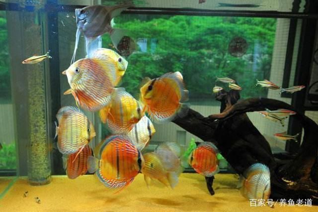 金龍魚正常水溫：關(guān)于金魚水溫的疑問句 水族問答