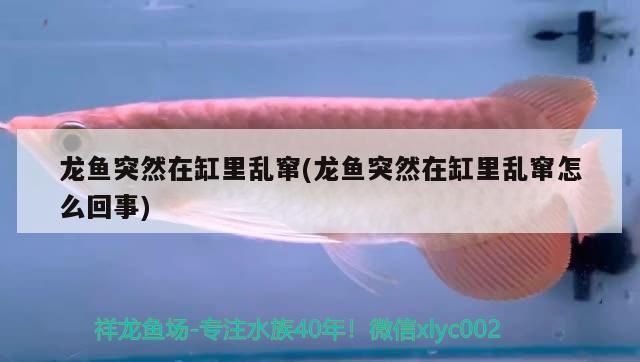 龍魚(yú)亂竄怎么回事：如何判斷龍魚(yú)是否缺氧 龍魚(yú)百科 第3張