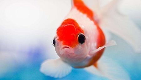 龍魚(yú)身上有粘液怎么辦：如何處理龍魚(yú)身上粘液?jiǎn)栴} 龍魚(yú)百科 第4張