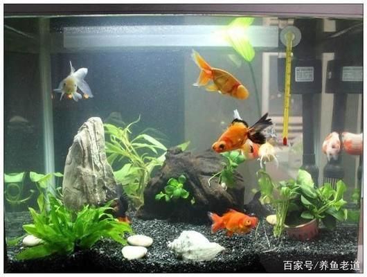 金龍魚知識：金龍魚是一種什么樣的魚， 水族問答 第2張