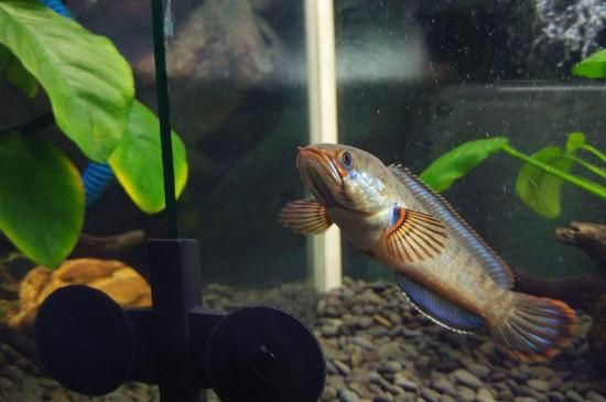 雷龍魚主食飼料的選擇方法：選擇適合雷龍魚的主食飼料是確保其健康成長和體色美觀的關(guān)鍵 龍魚百科 第5張