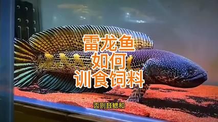 雷龍魚主食飼料的選擇方法：選擇適合雷龍魚的主食飼料是確保其健康成長和體色美觀的關(guān)鍵 龍魚百科 第4張