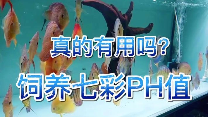 野彩魚最佳飼養(yǎng)水質：野彩魚的最佳飼養(yǎng)水質