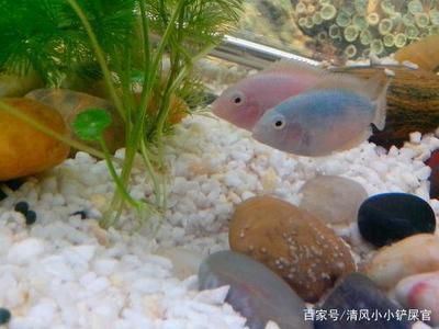 金龍魚值得買嗎：-金龍魚值得買嗎-金龍魚值得買嗎 水族問答 第2張