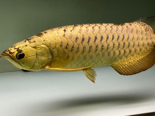 龍魚(yú)入缸斜著：新龍魚(yú)入缸斜著游怎么辦 龍魚(yú)百科 第5張