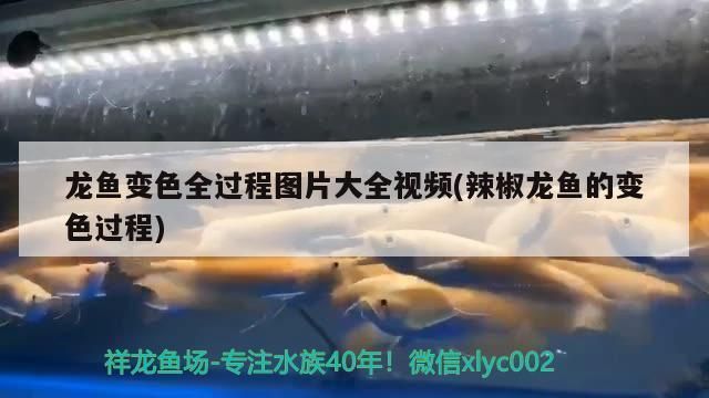 雷龍魚飼料配方表配料詳細(xì)圖片：雷龍魚飼料自制教程 龍魚百科 第3張