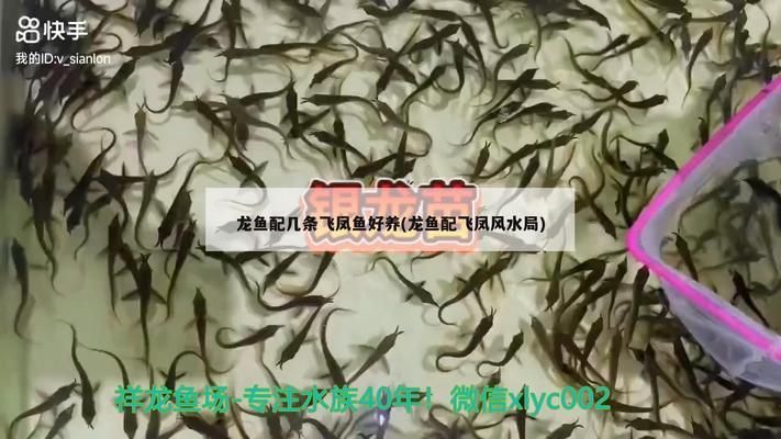 龍魚配幾條飛鳳魚好：龍魚與飛鳳魚的配比通常取決于養(yǎng)殖環(huán)境的大小和水質(zhì)條件