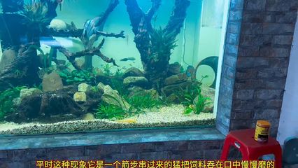 龍魚繁殖環(huán)境布置要點：龍魚繁殖環(huán)境布置