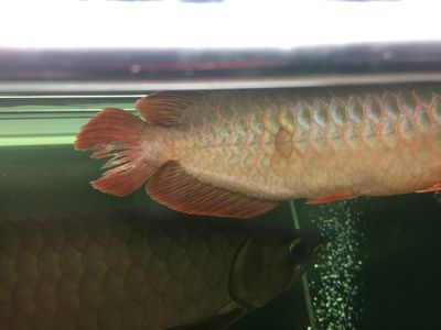 龍魚(yú)水腫怎么治療最好：龍魚(yú)水腫怎么治療 龍魚(yú)百科 第1張