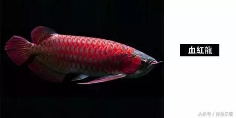 龍魚(yú)的鑒賞：龍魚(yú)的鑒賞技巧 龍魚(yú)百科 第1張