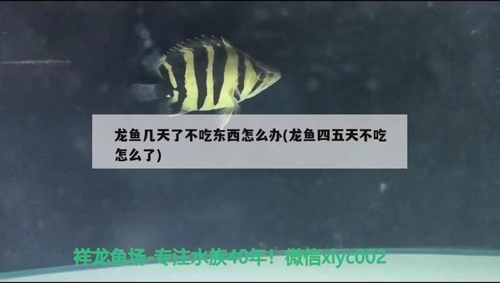 龍魚幾天不吃東西了是怎么回事兒：龍魚為什么幾天不吃東西