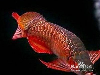 龍魚掉眼怎么看：關于龍魚掉眼的詳細信息 龍魚百科 第5張