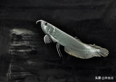 銀龍魚水質(zhì)調(diào)節(jié)注意事項：關(guān)于銀龍魚水質(zhì)調(diào)節(jié)的注意事項 龍魚百科 第5張