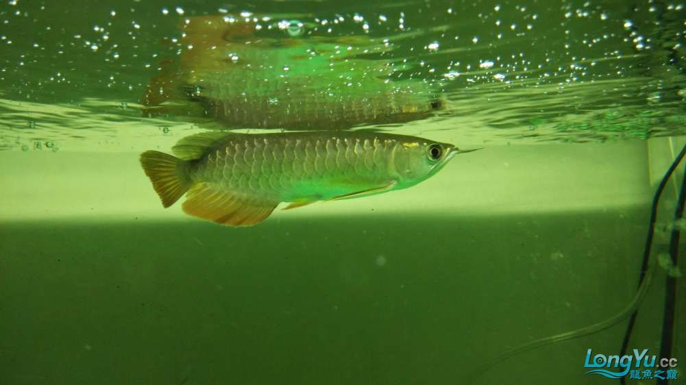 龍魚去哪里批發(fā)最便宜的：廣州花地灣越和花鳥魚蟲市場、天津龍魚價格優(yōu)勢分析