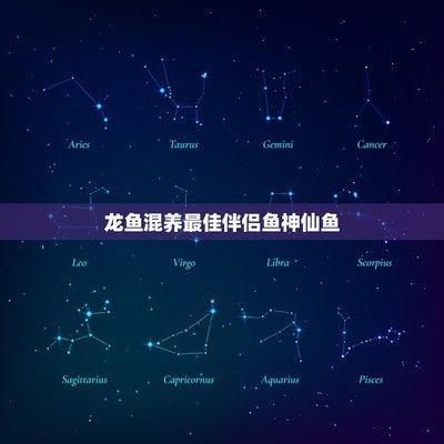 龍魚最好的配魚方法是什么：龍魚的最佳配魚方法 龍魚百科 第1張