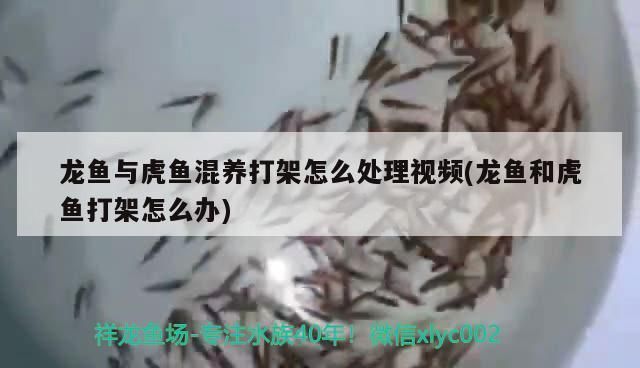 龍魚和虎魚打架：如何判斷龍魚受驚